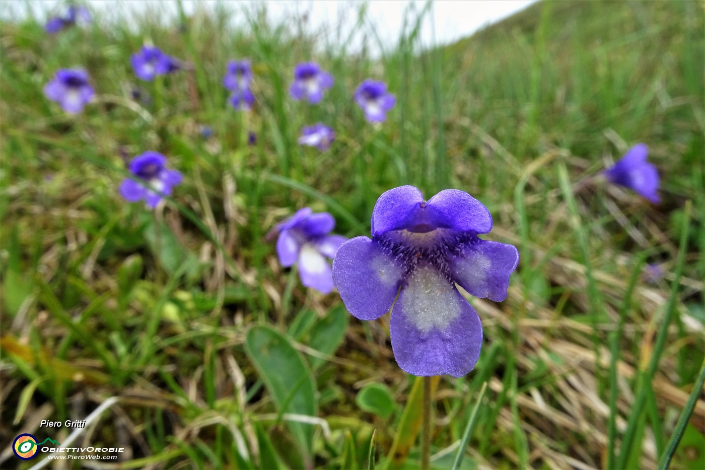 83 Fiori di pinguicola (pianta carnivora, insettivora).JPG